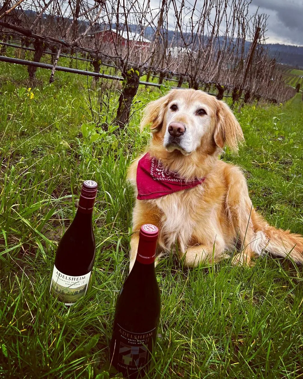 Dog-Friendly Wineries and Scenic Views